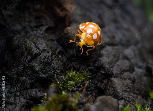 The Orange Ladybird, scientifically known as Halyzia sedecimguttata, is a commonly found species of ladybird. photo