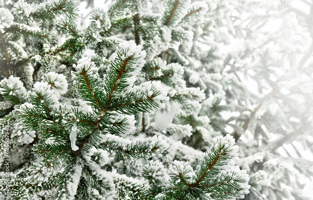 Branch of christmas tree covered of hoarfrost and snow on a blur nature background with space for text
