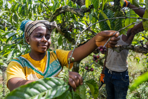A happy farmer works in the fields with her colleague during the coffee harvest