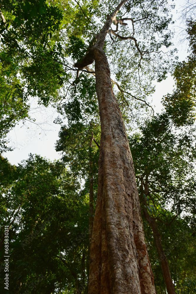 Fototapeta premium big tree in the forest