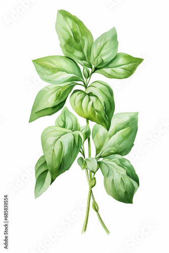 Fresh Basil Leaves and Stem.  Watercolour Illustration Isolated on White.