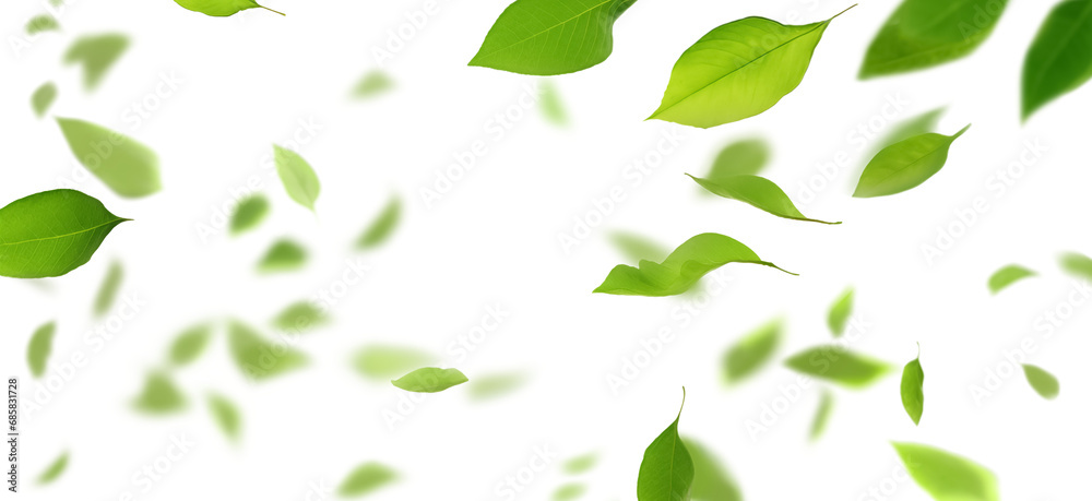 Green leaves flying isolated on long transparent background. Leaf falling. Wave foliage ornament.