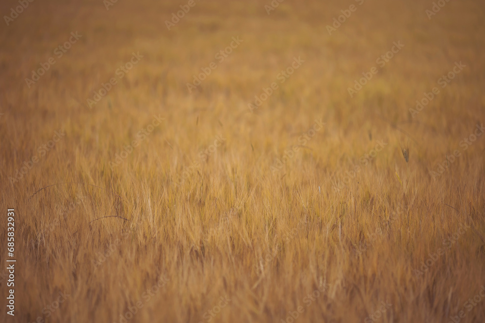 Wheat field. Yellow ear spikes on spring day, close up. Yellow wheat growing on field. Young ripe ears swaying on the wind. Cereals. An agricultural field where ripening cereals grow. Wheat field. Yellow ear spikes on spring day, close up. Yellow wheat growing on field. Young ripe ears swaying on the wind. Cereals. An agricultural field where ripening cereals grow.