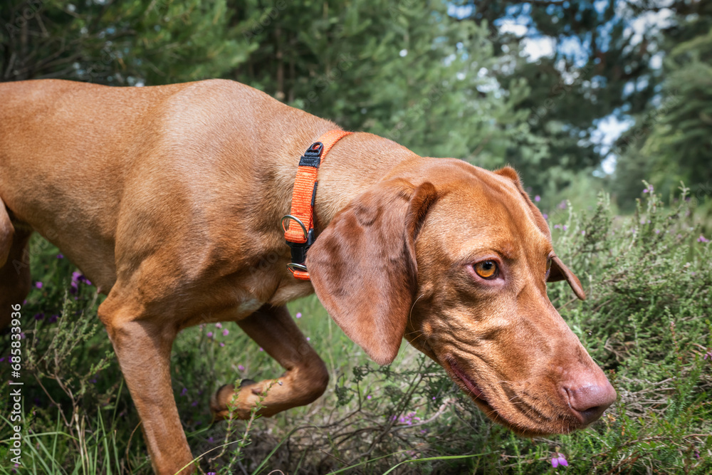Sprizsla dog - light fawn colour Vizsla Springer Spaniel cross - exploring the forest Sprizsla dog - light fawn colour Vizsla Springer Spaniel cross - exploring the forest