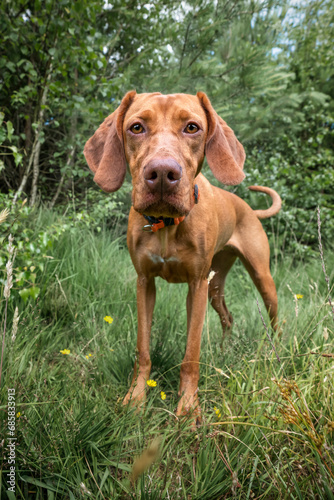 Sprizsla dog - light fawn colour Vizsla Springer Spaniel cross - standing in the forest  close up