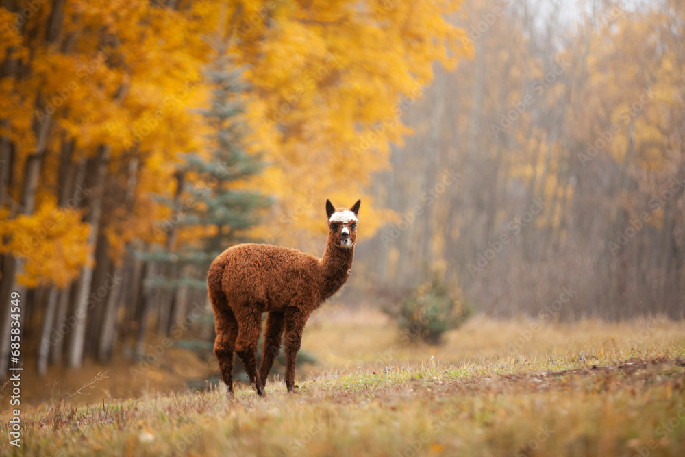 Fototapeta premium Baby alpaca in autumn