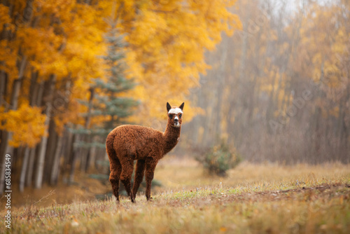 Baby alpaca in autumn