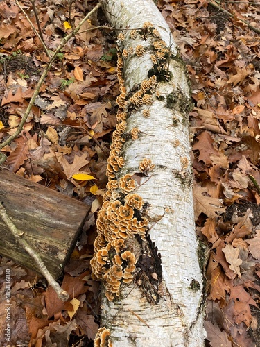 Εκτύπωση καμβά a group of mushroom on a dead birch trunk