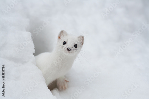 Ermine, Ermellino , (Mustela erminea) photo