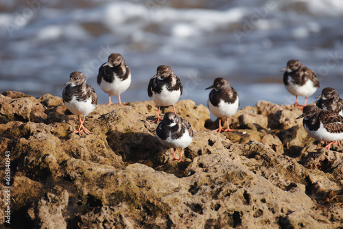 Group of small dark brown and white plumage turnstone on a rock
