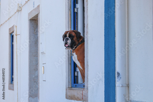 dog in a window © nvphoto