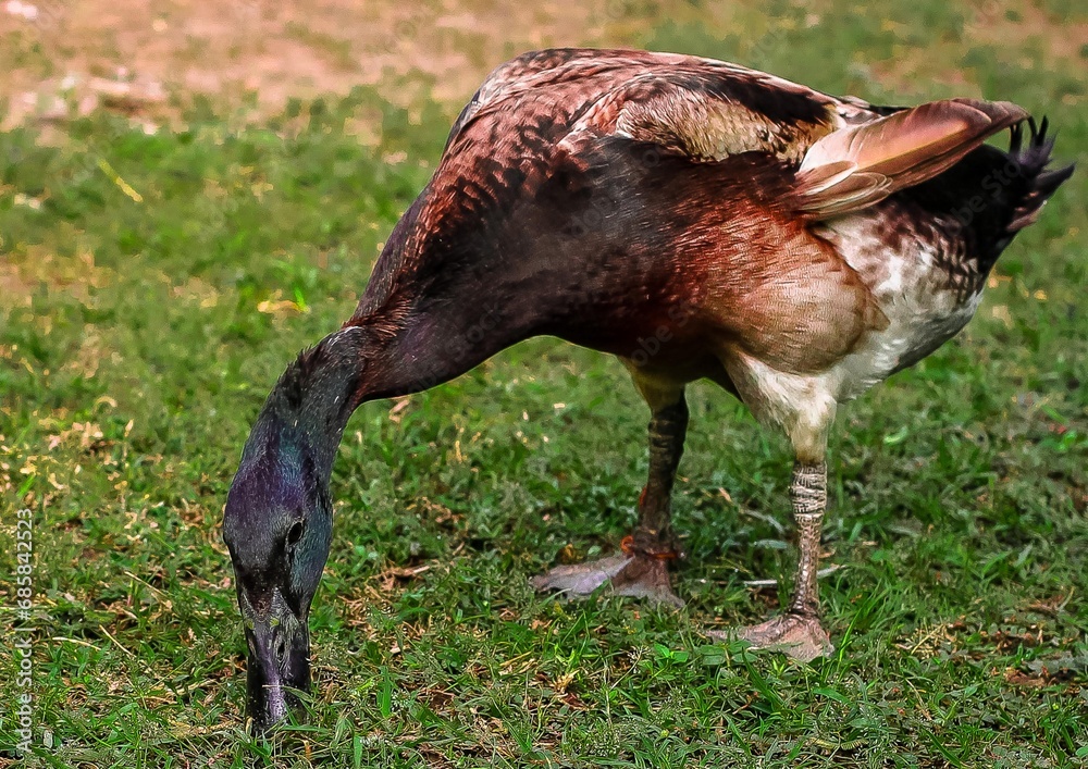 Obraz premium pheasant in the grass
