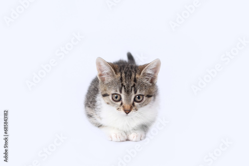Kitten against a light background. Copy space for text. Pet shop. Tiny Kitten looks at the camera. Pet care concept. Copy space. Domestic animal. World pet day. Cute funny home pets