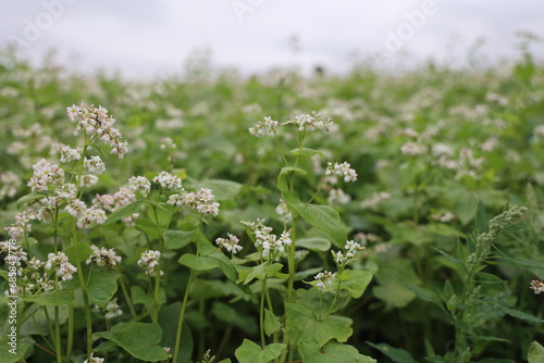 buckwheat field