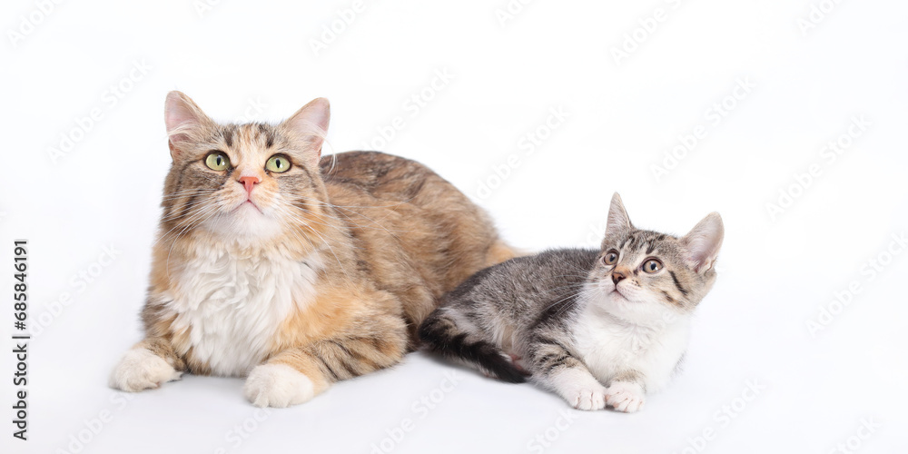 Big fluffy Cat with big eyes next to a white small Cat. Portrait of two cats. Animal theme. Two cats lie on a white background and look up. Mother cat and little kitten.