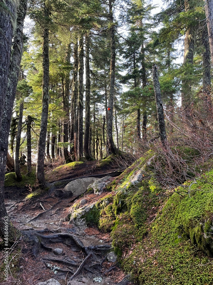 hiking path in the forest in canada hiking path in the forest in canada