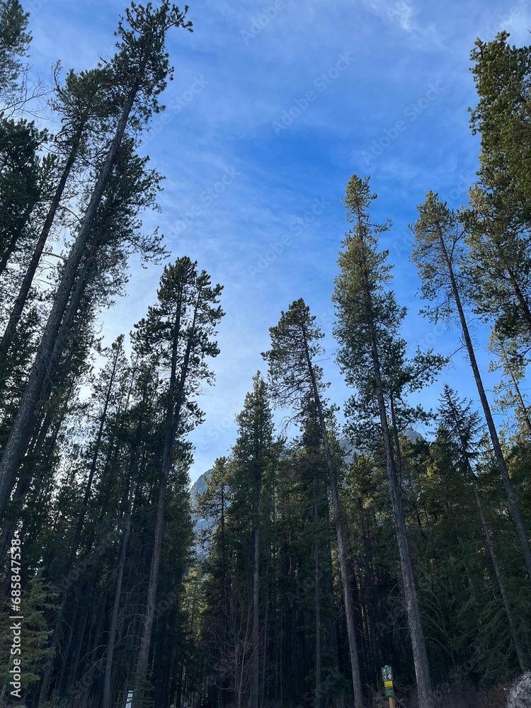pine forest in winter national park kananaskis canada in rocky mountains blue sky