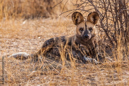 Portrait of an African wild dog (Lycaon pictus) lying on the ground and looking into the camera 
