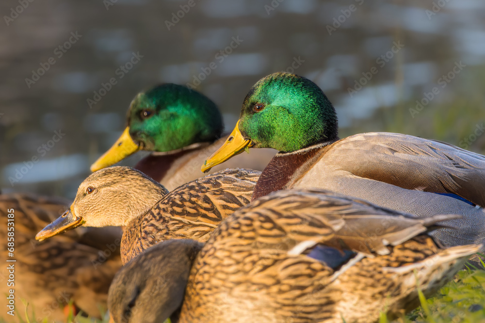Fototapeta premium mallard duck on a pond in the morning light