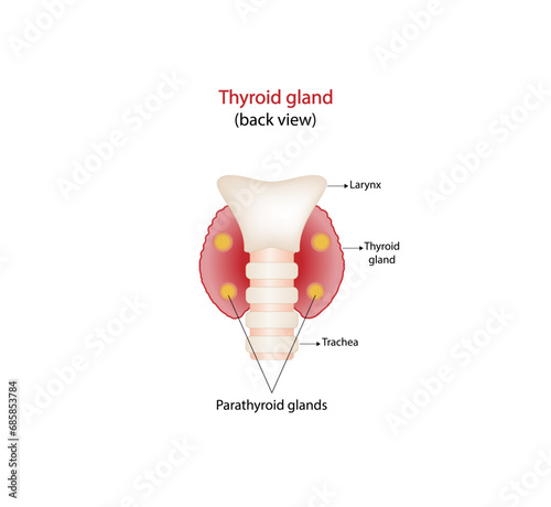 Thyroid and parathyroid gland. Anatomy back view of thyroid gland. hypothyroidism vs hyperthyroidism. Vector illustration isolated on white background.