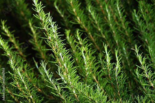 Close-up detail of the green leaves of a wild rosemary bush