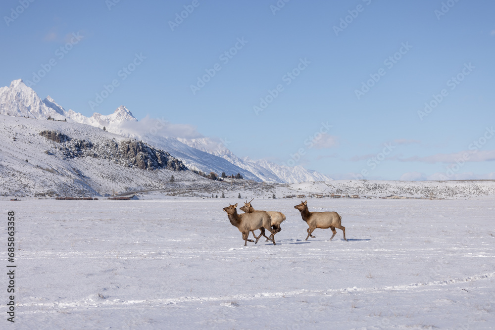 Elk in winter in front of rugged mountains with clear blue winter sky in Wyoming. 