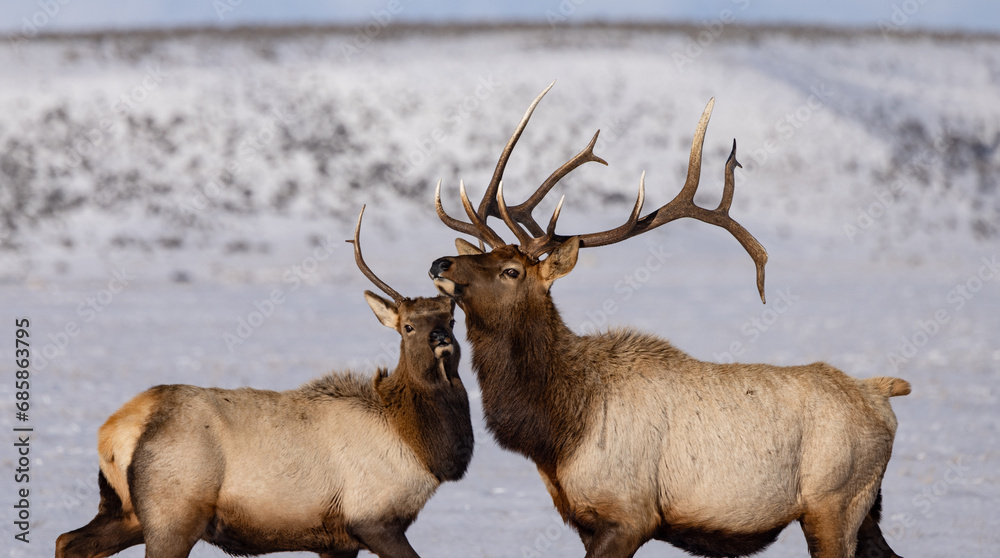 Elk in winter in front of rugged mountains with clear blue winter sky in Wyoming. Elk in winter in front of rugged mountains with clear blue winter sky in Wyoming.
