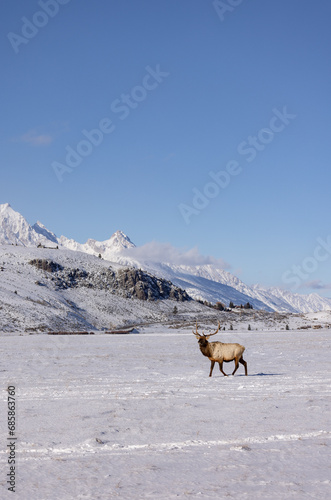 Elk in winter in front of rugged mountains with clear blue winter sky in Wyoming.  © christy