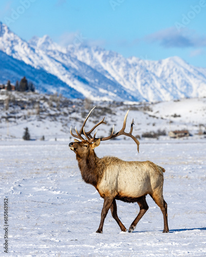 Elk in winter in front of rugged mountains with clear blue winter sky in Wyoming. 