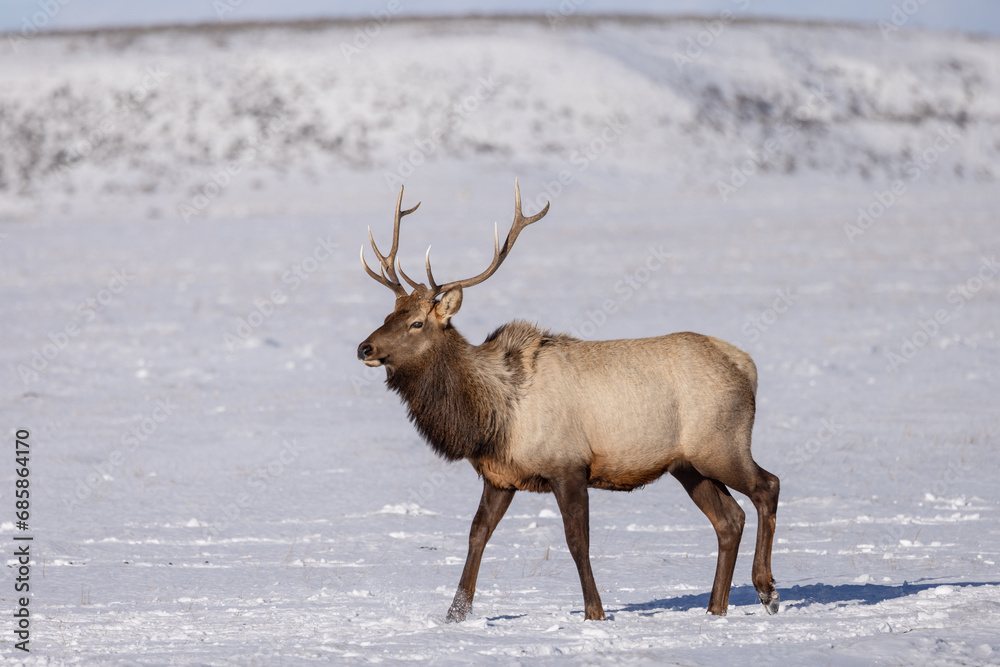 Elk in winter in front of rugged mountains with clear blue winter sky in Wyoming. Elk in winter in front of rugged mountains with clear blue winter sky in Wyoming.