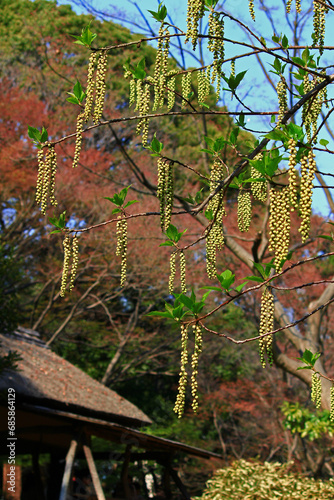 Early spring Stachyurus praecox flowers blooming in fields and mountains that have withered in winter photo