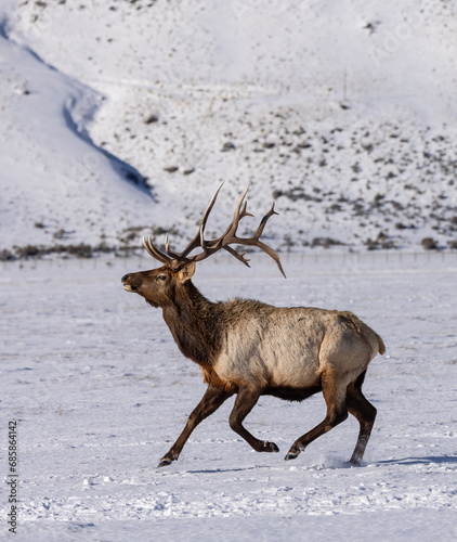 Elk in winter in front of rugged mountains with clear blue winter sky in Wyoming. 