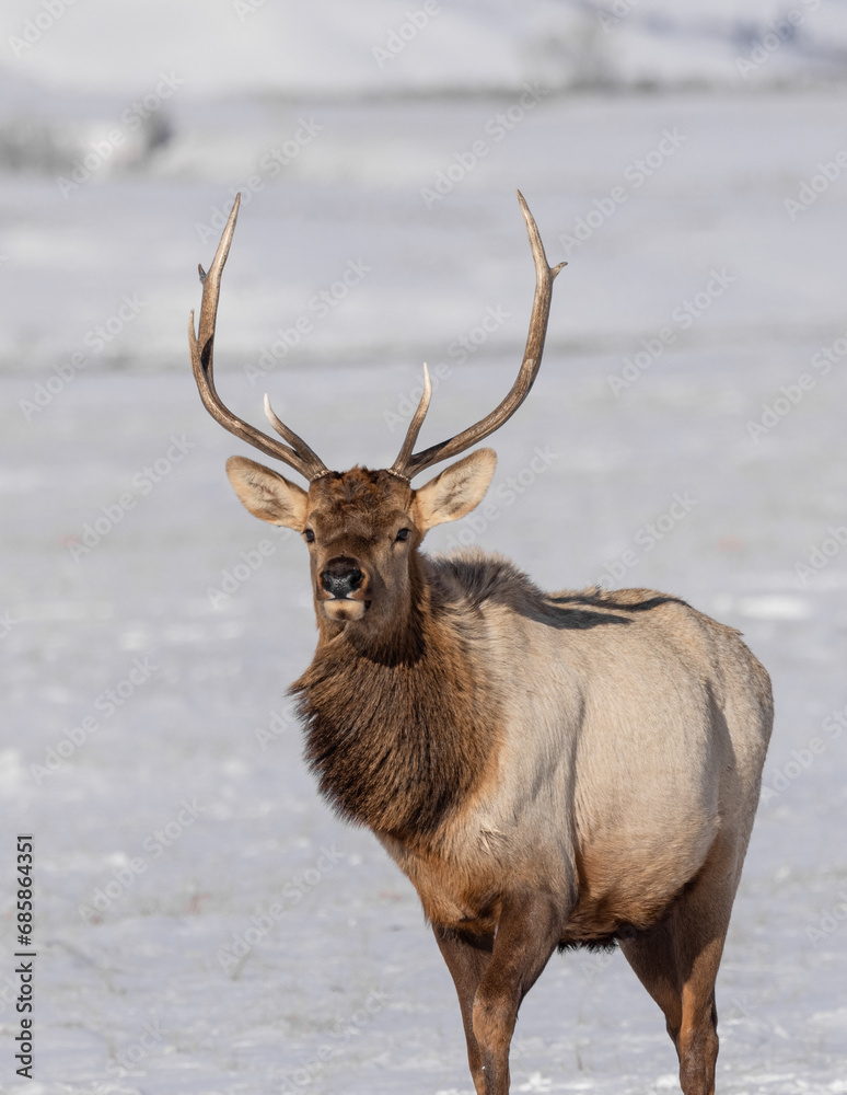 Elk in winter in front of rugged mountains with clear blue winter sky in Wyoming. Elk in winter in front of rugged mountains with clear blue winter sky in Wyoming.