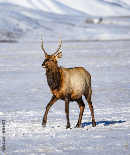 Elk in winter in front of rugged mountains with clear blue winter sky in Wyoming. 