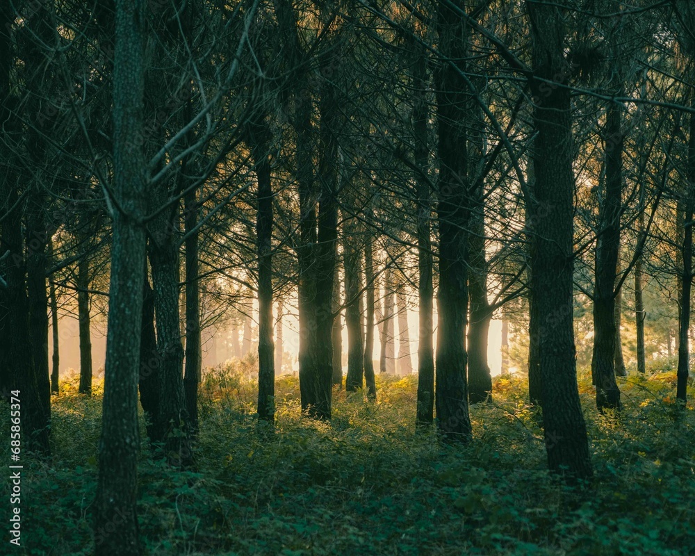 Fototapeta premium morning in the forest