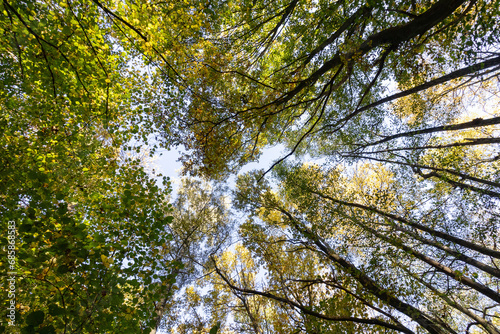 Der Blick nach oben im Wald