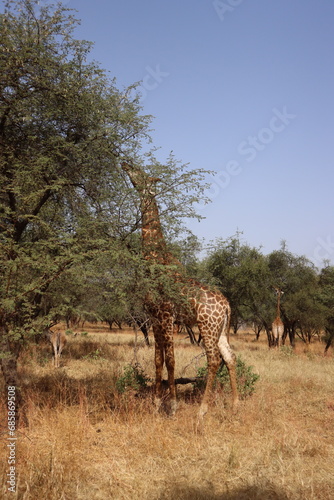Giraffe Senegal Afrika Bandia photo