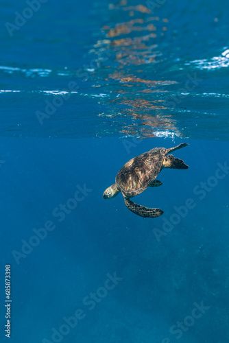 Green sea turtle diving from the ocean surface into deeper blue water © Melissa