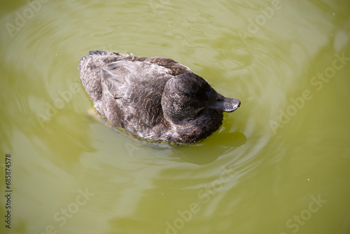 the female hardheaded duck has brown eyes and is all brown with a black beak photo