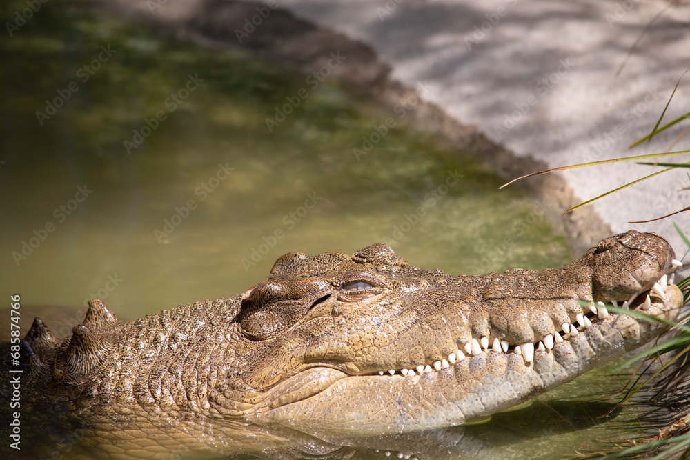 Obraz premium Freshwater crocodiles are grey or olive-brown with ragged dark mottling. 