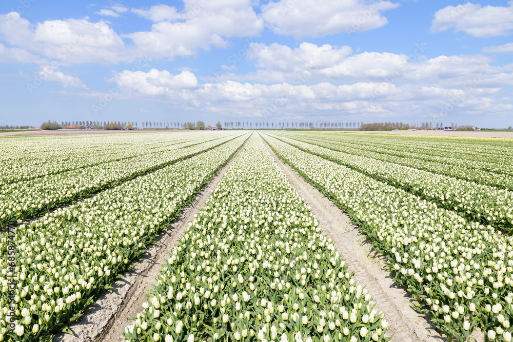 Endless rows of white flowering  tulips in a tulip field on a sunny day during spring on the island of Goeree-Overflakkee in the Netherlands.