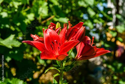 Blooming red lily (lilium) on a flowerbed at summer