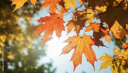  a close up of a leafy tree with the sun shining through the leaves and the sky in the backround of the leaves is a blurry background. © Jevjenijs