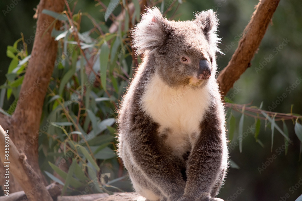 the Koala has a large round head, big furry ears and big black nose. Their fur is usually grey-brown in color with white fur on the chest, inner arms, ears and bottom.