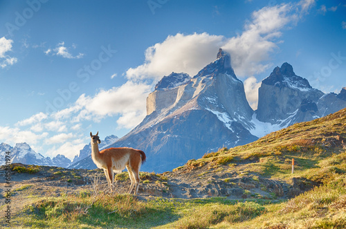 Guanaco and Cuernos del Paine in Chile photo