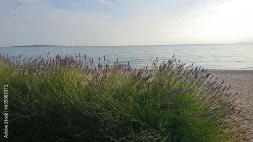 Lavender field and sea waves photo