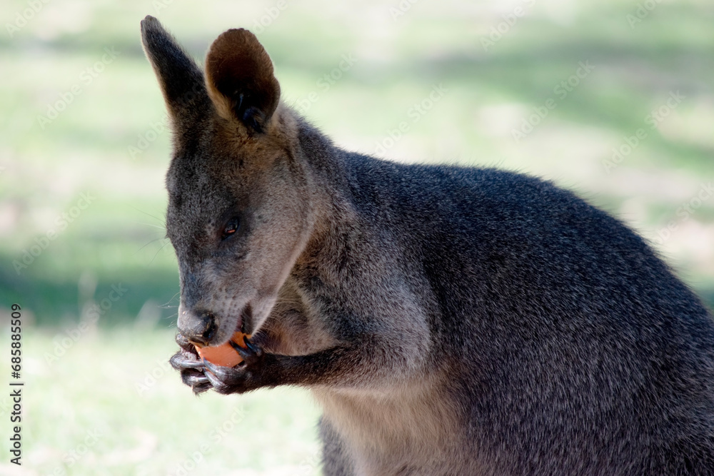 The swamp wallaby has dark brown fur, often with lighter rusty patches on the belly, chest and base of the ears. The swamp wallaby has dark brown fur, often with lighter rusty patches on the belly, chest and base of the ears.