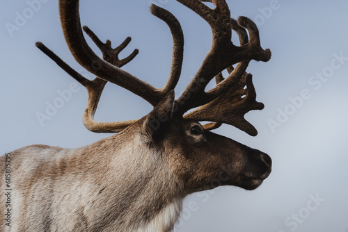 Portrait of Northern reindeer (Rangifer tarandus) with massive antlers in polar region.