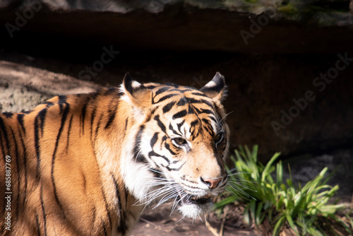 Young tigers have a coat of golden fur with dark stripes  the tiger is the largest wild cat in the world. Tigers are powerful hunters with sharp teeth  strong jaws and agile bodies.