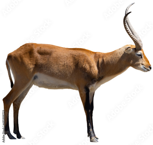 Cobe lechwe species of antelope from southern African wetlands. Isolated over white background © JackF